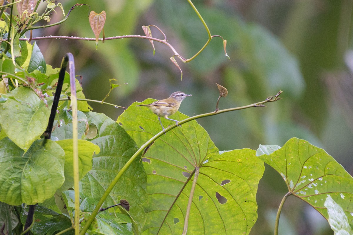Makira Leaf Warbler - John C. Mittermeier
