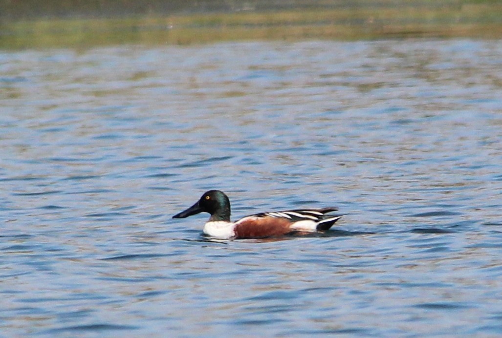 Northern Shoveler - ML34568751