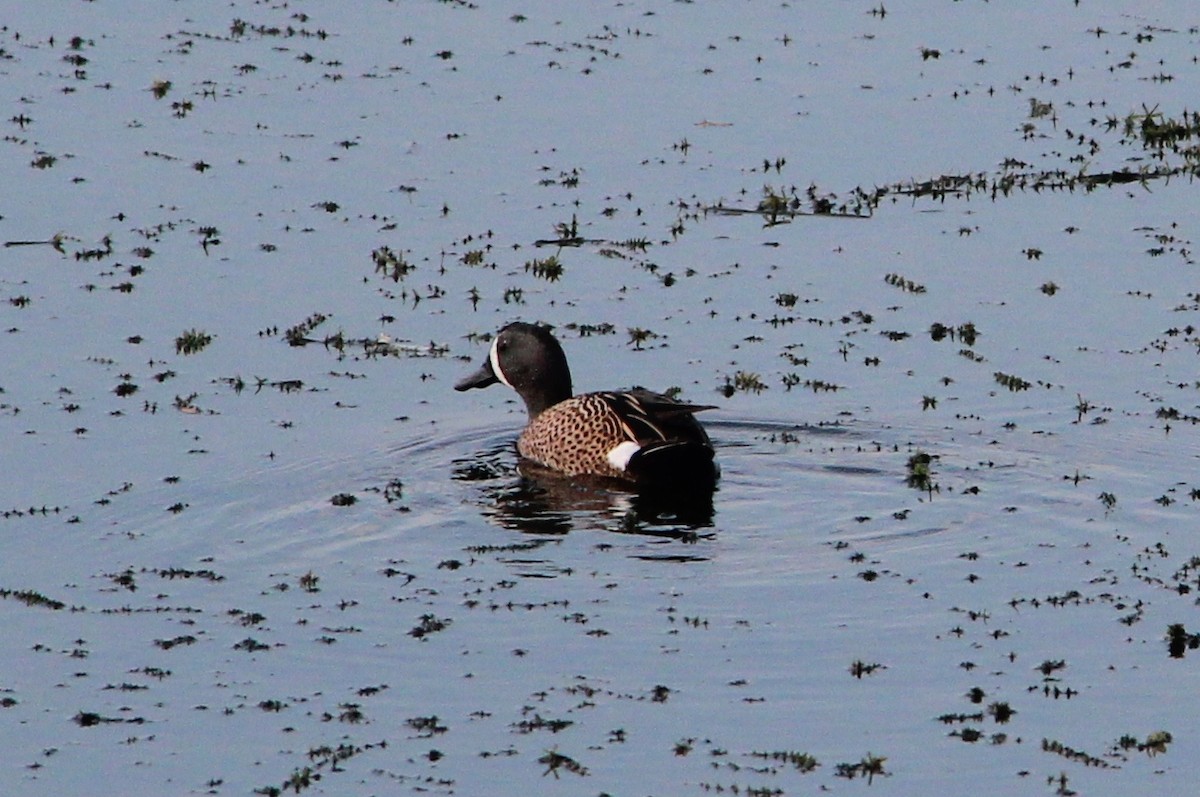 Blue-winged Teal - Nestor Herrera