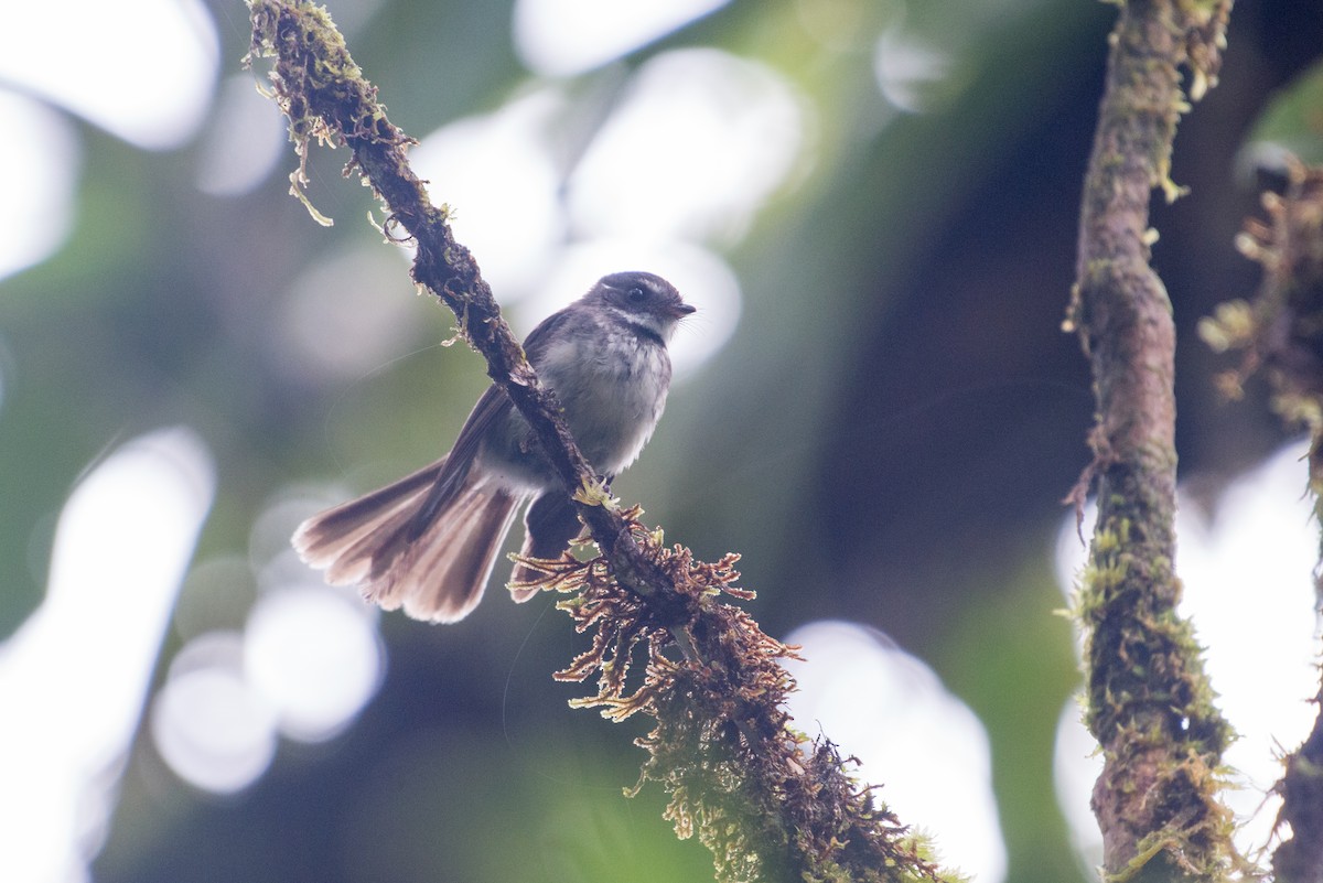 Gray Fantail - ML34568871