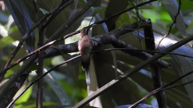 Long-billed Hermit - ML345689811