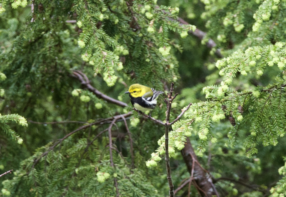 Black-throated Green Warbler - Henrey Deese