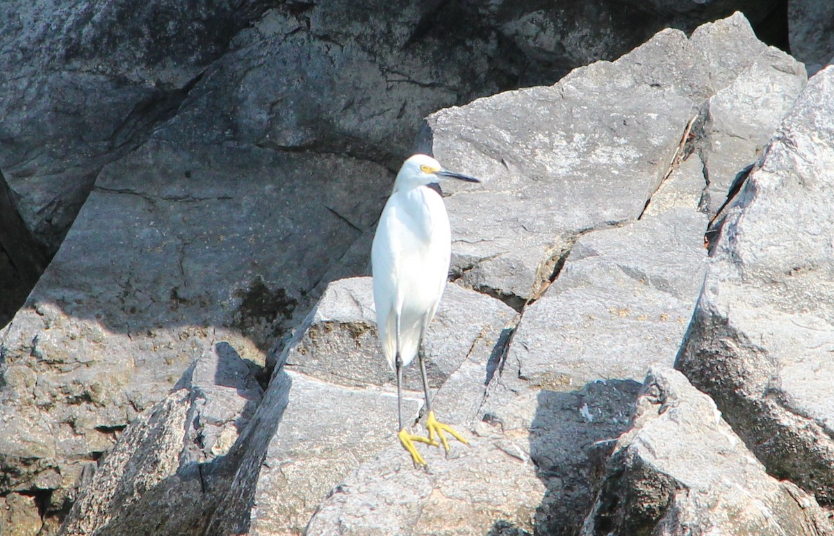 Snowy Egret - ML34569081