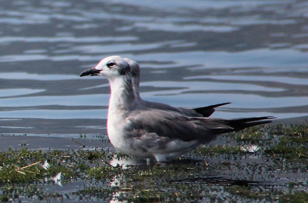 Laughing Gull - Nestor Herrera