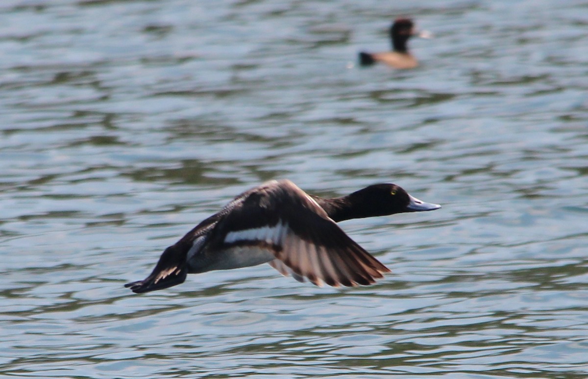 Lesser Scaup - ML34569121