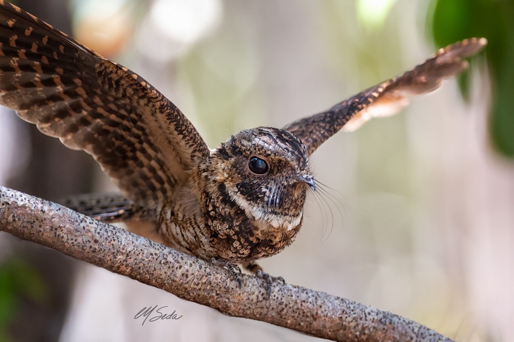 Puerto Rican Nightjar - ML345691321