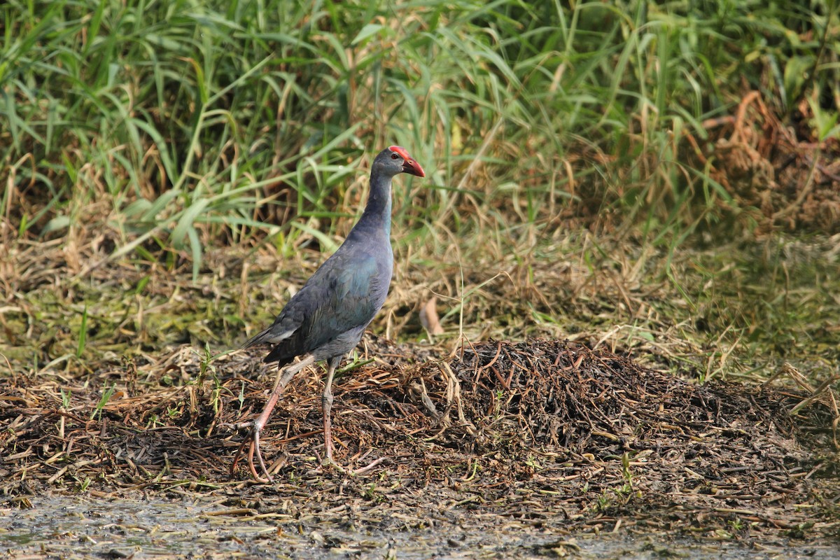 Gray-headed Swamphen - ML345691601