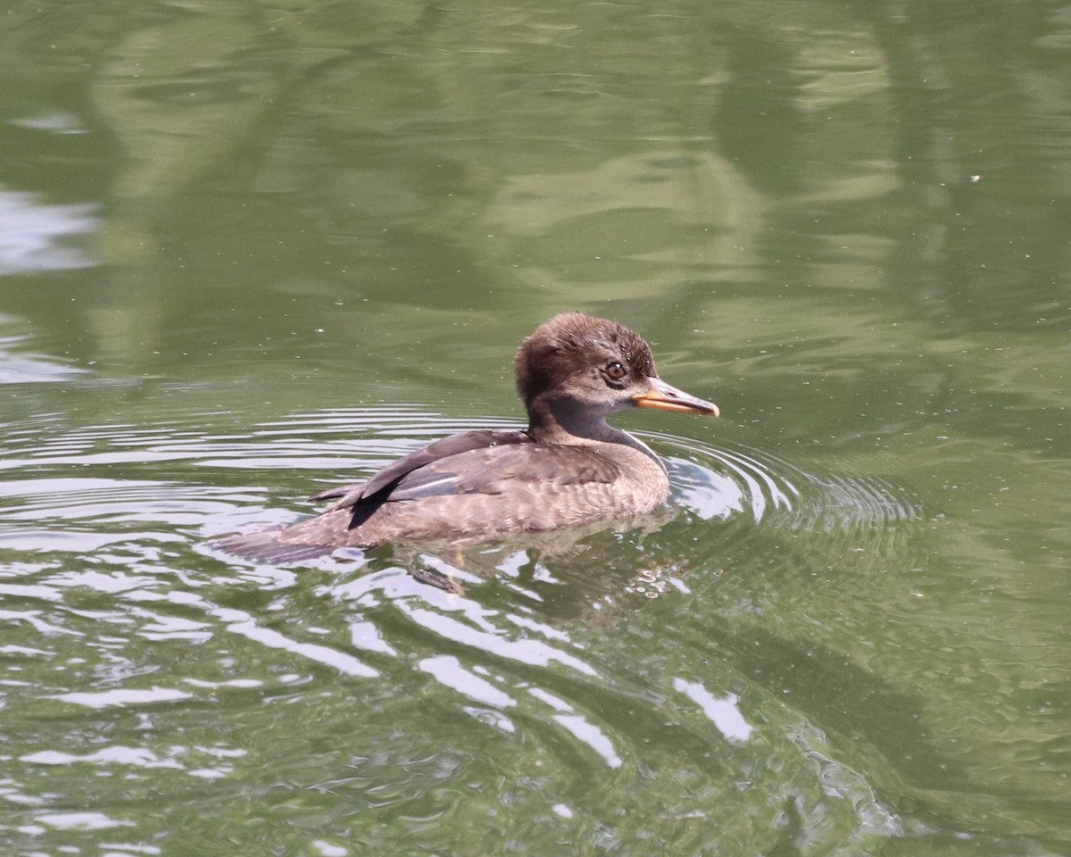 Hooded Merganser - ML345691801