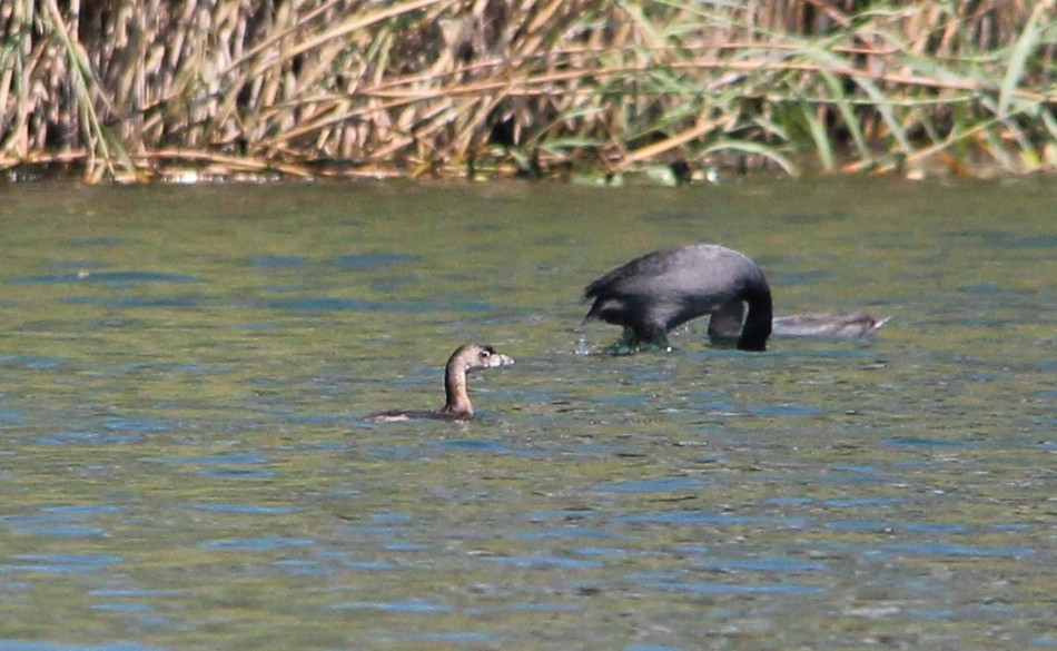 Pied-billed Grebe - ML34569261