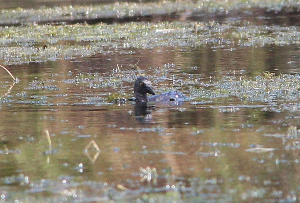 Least Grebe - ML34569341