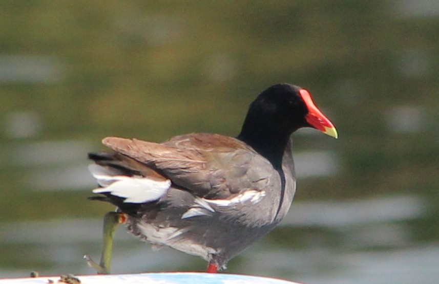 Gallinule d'Amérique - ML34569361