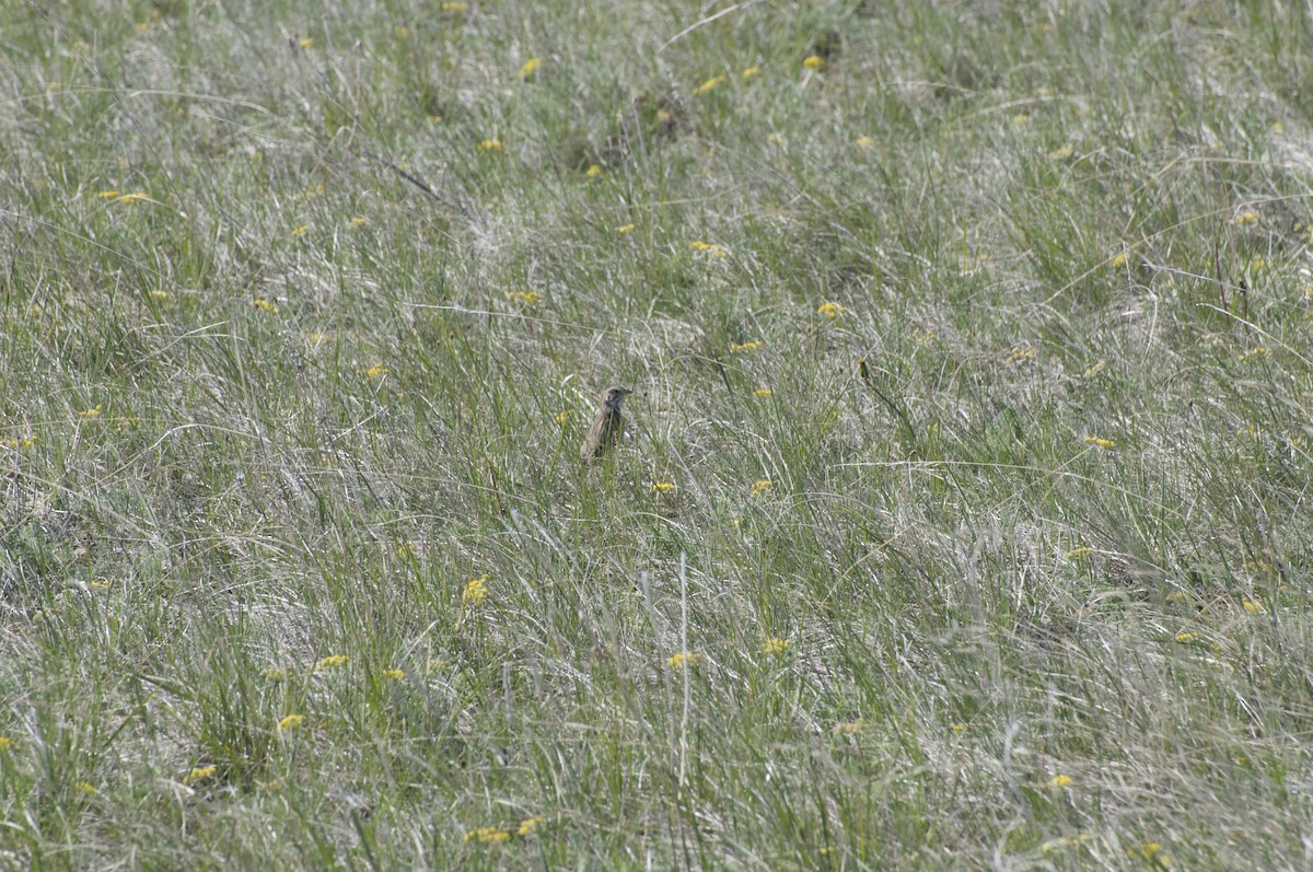 Vesper Sparrow - Anonymous