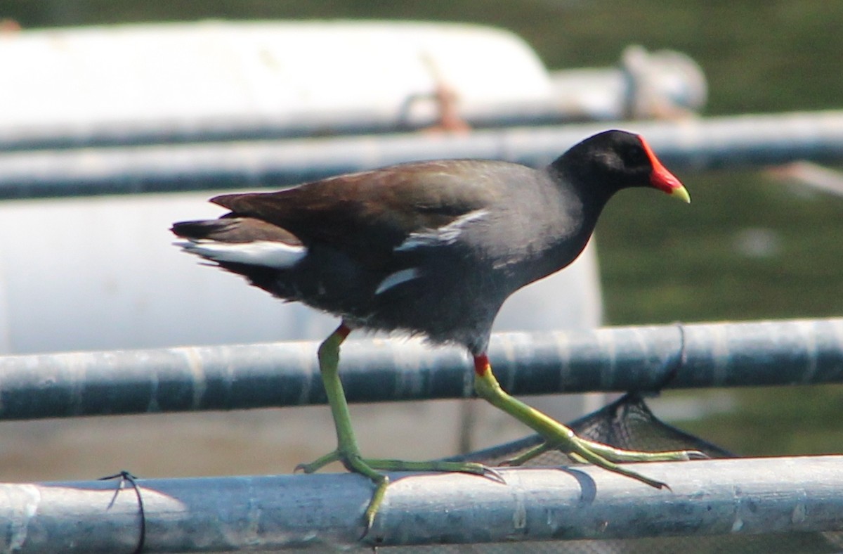 Gallinule d'Amérique - ML34569371