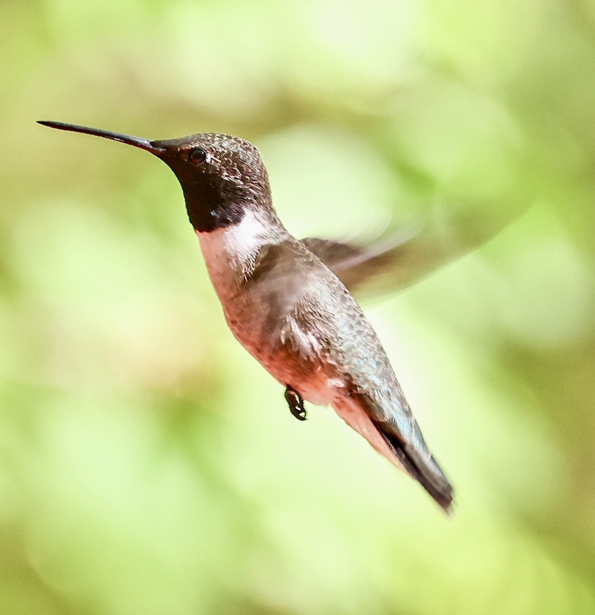 Black-chinned Hummingbird - Jocelin Hackathorn