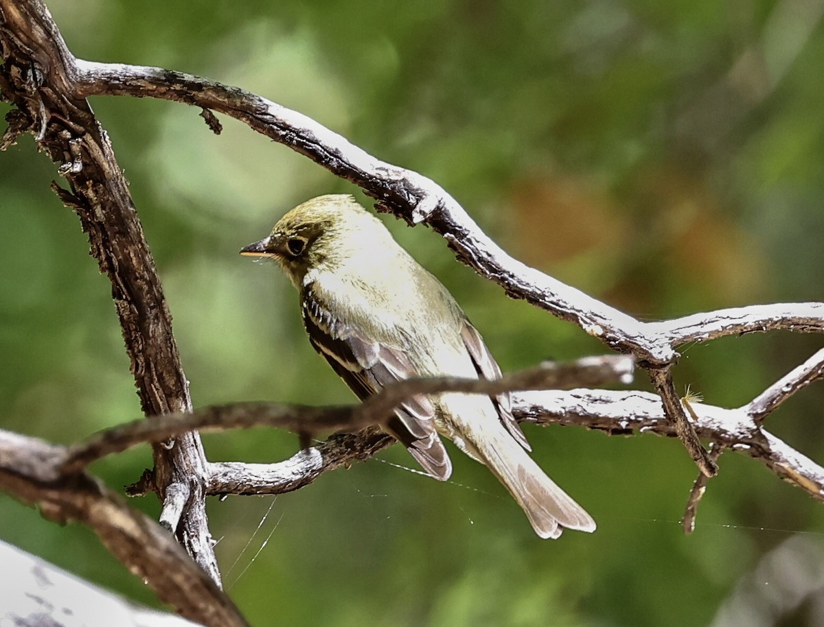 Western Flycatcher (Cordilleran) - ML345694741