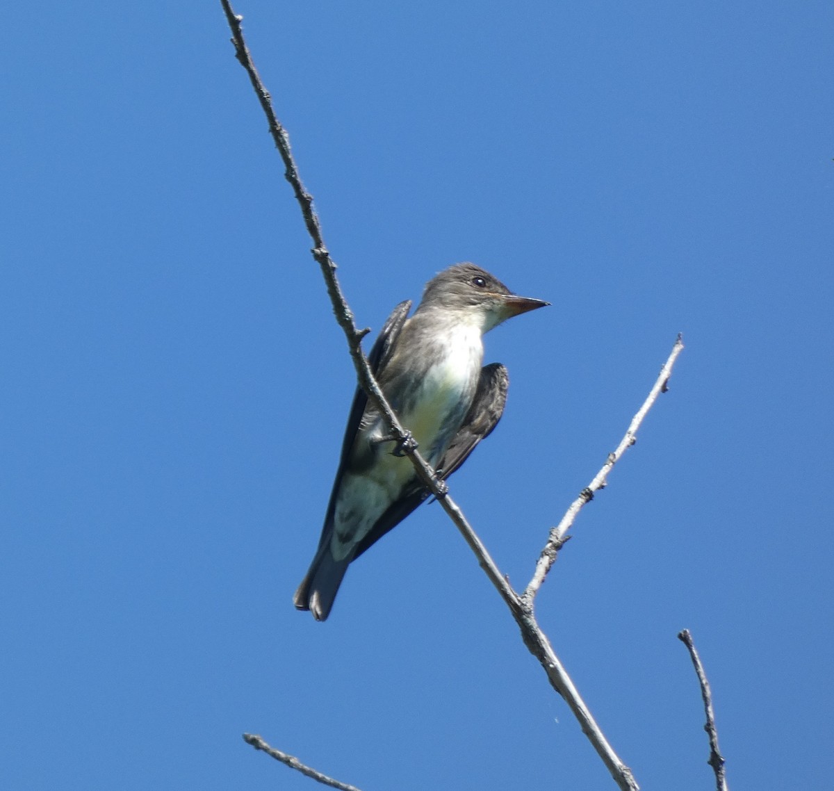 Olive-sided Flycatcher - Dwight & Ann Chasar