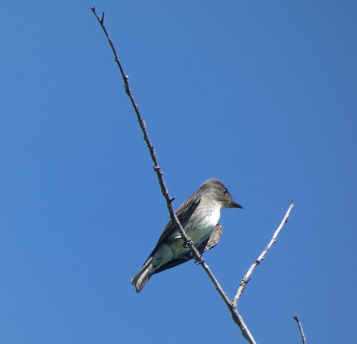 Olive-sided Flycatcher - Dwight & Ann Chasar