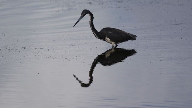 Tricolored Heron - ML345696451