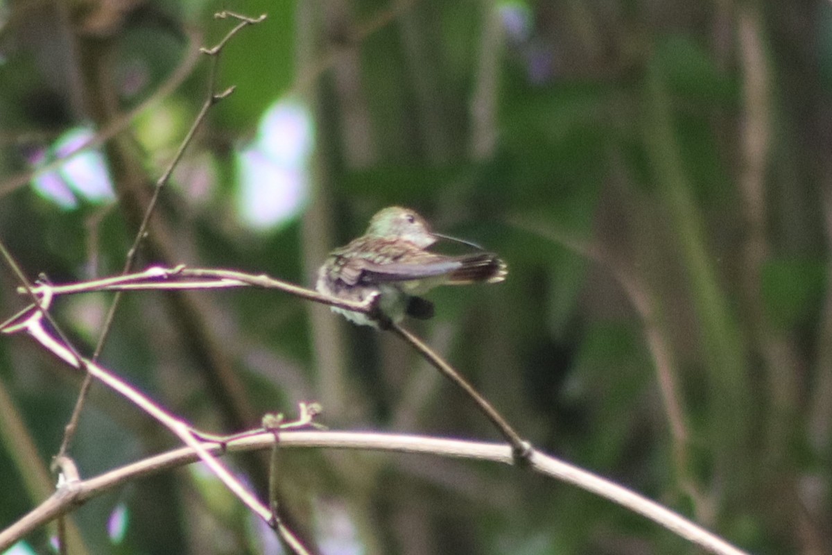 White-bellied Emerald - ML345697511