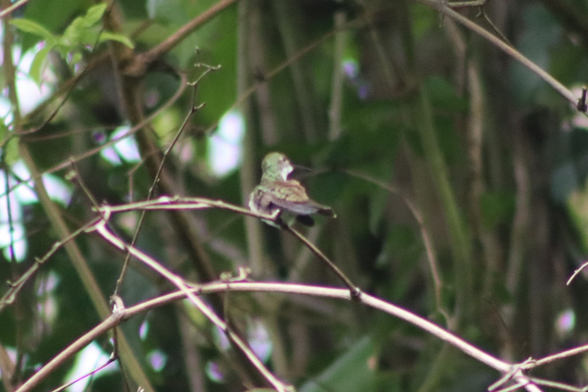 White-bellied Emerald - ML345697531