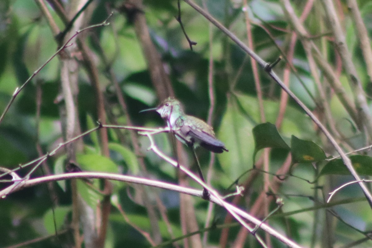 White-bellied Emerald - ML345697541