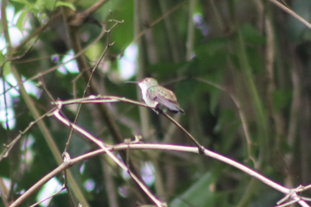 White-bellied Emerald - ML345697561