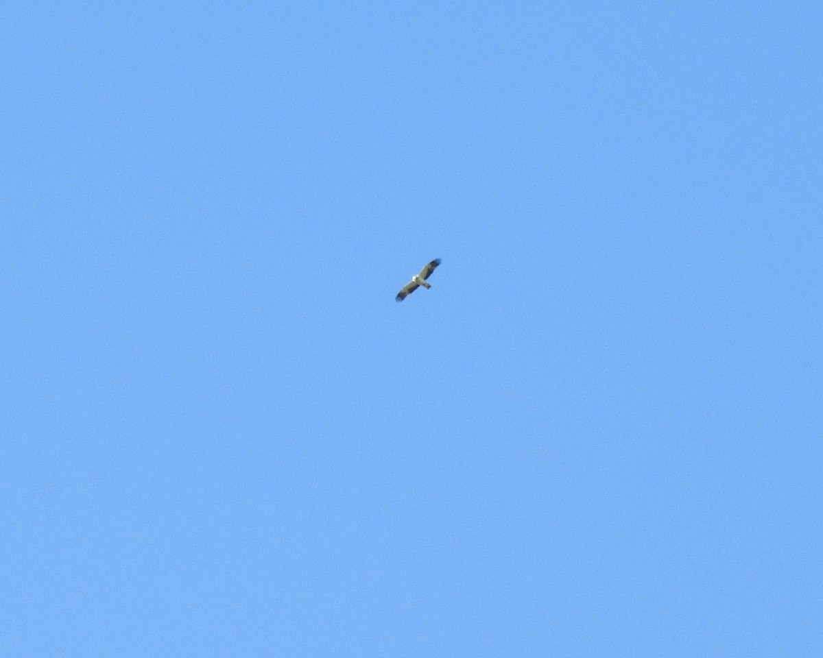 Booted Eagle - ML345697571