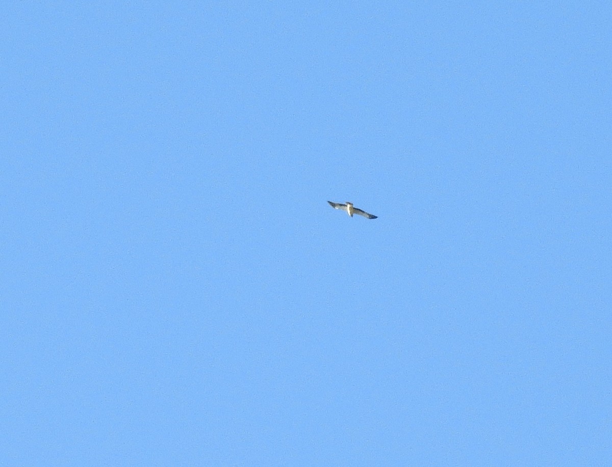 Booted Eagle - ML345697601