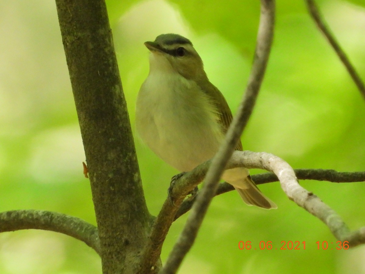 Red-eyed Vireo - ML345697921