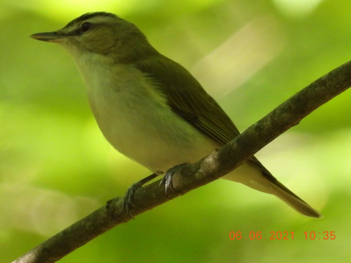 Red-eyed Vireo - ML345697931