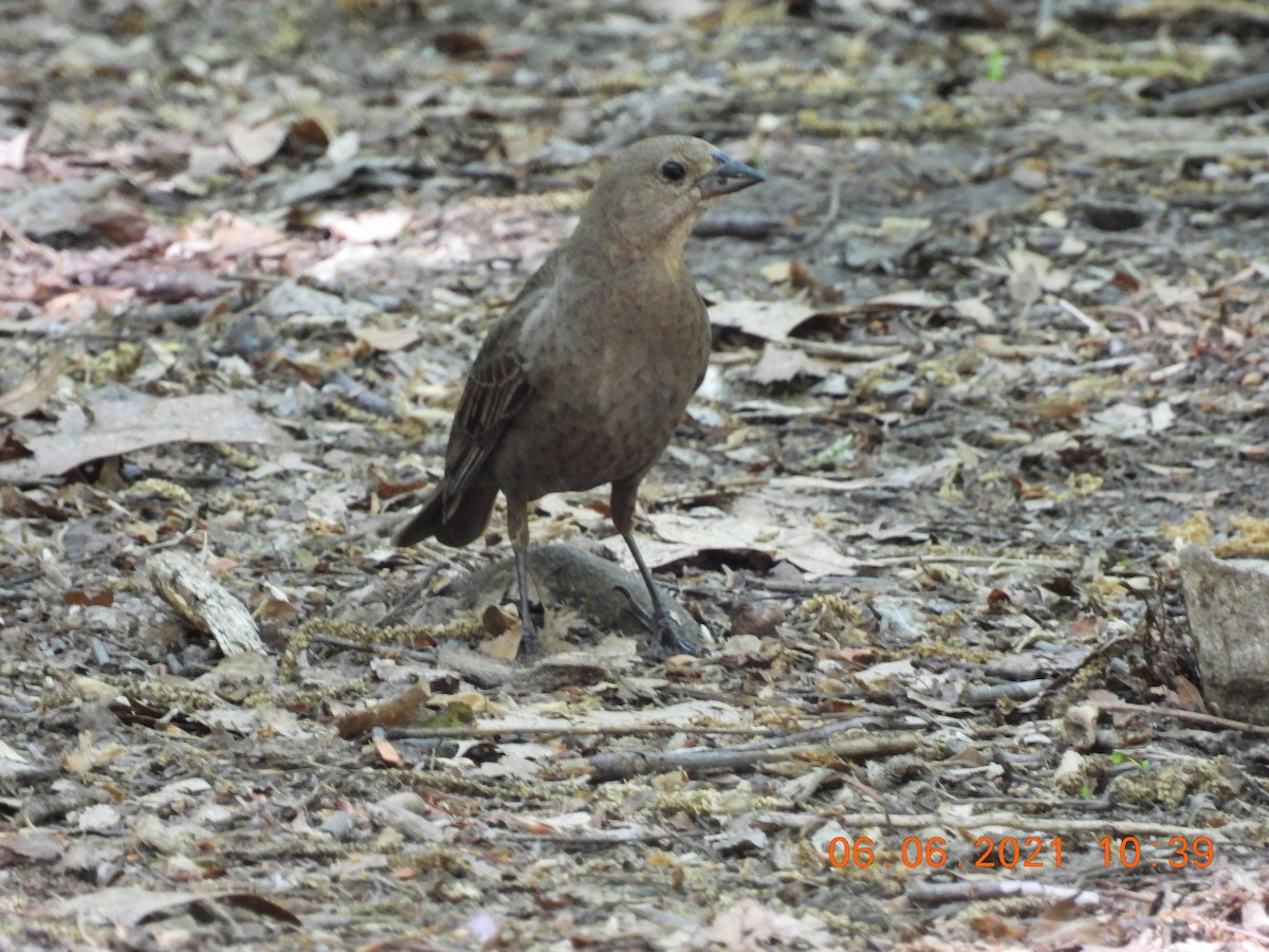 brunhodetrupial - ML345698281