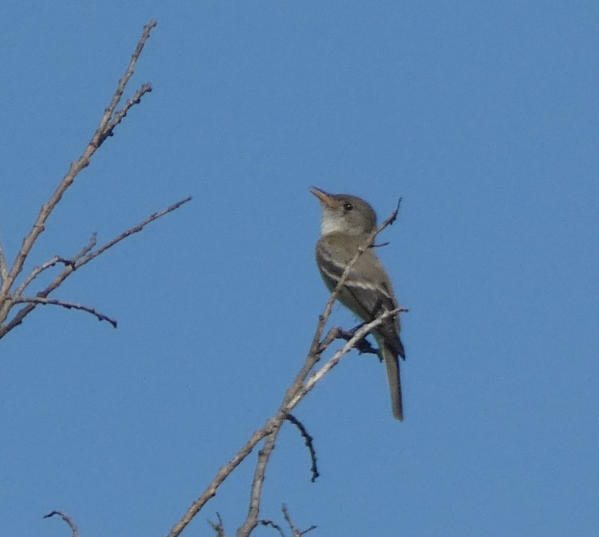 Willow Flycatcher - Dwight & Ann Chasar