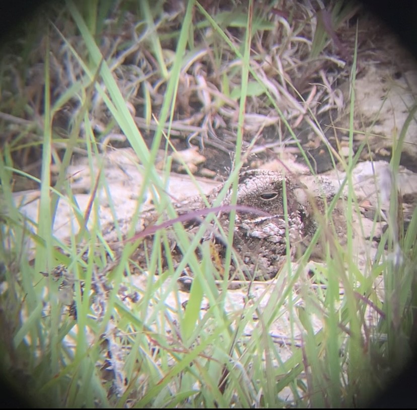 Common Poorwill - Henry Castro-Miller