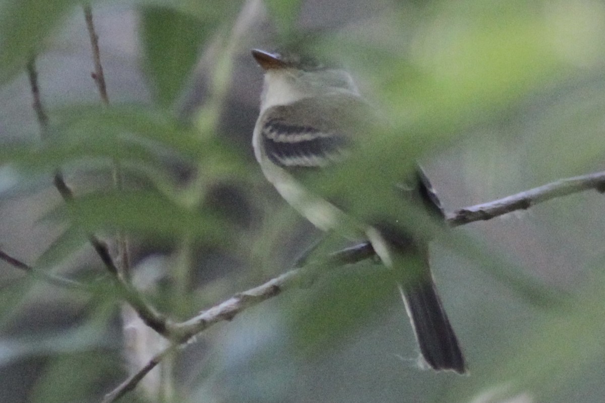 Alder Flycatcher - ML345701021