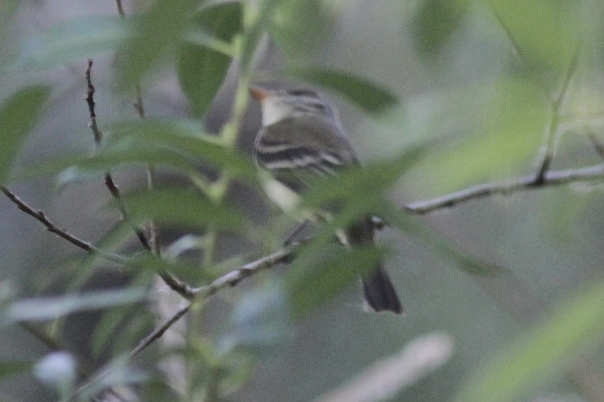 Alder Flycatcher - Ryan Terrill