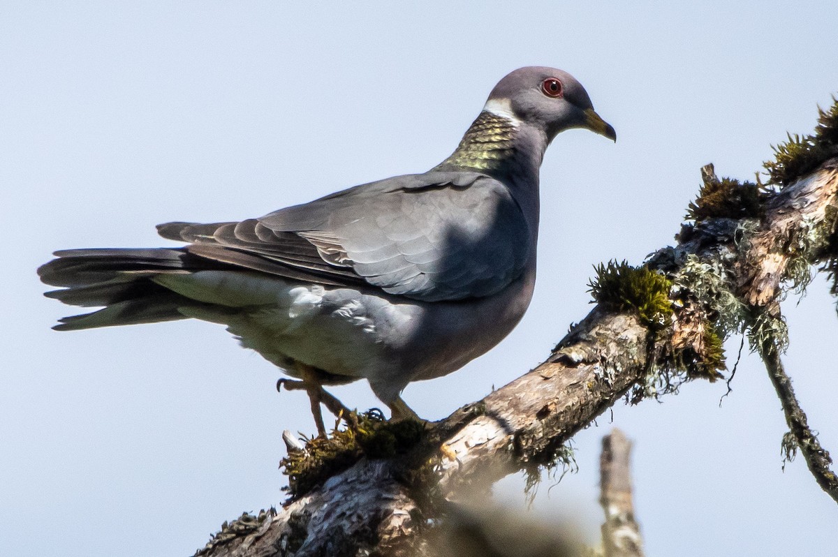 Band-tailed Pigeon - ML345701251