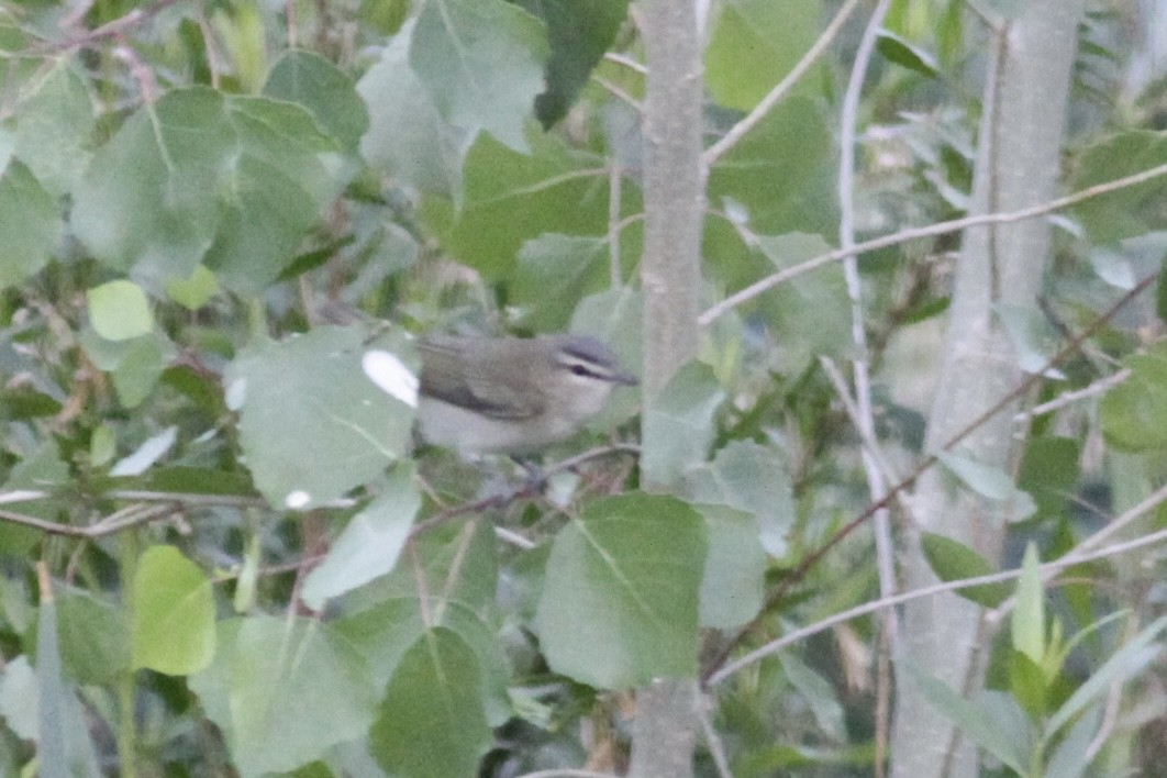 rødøyevireo - ML345701461