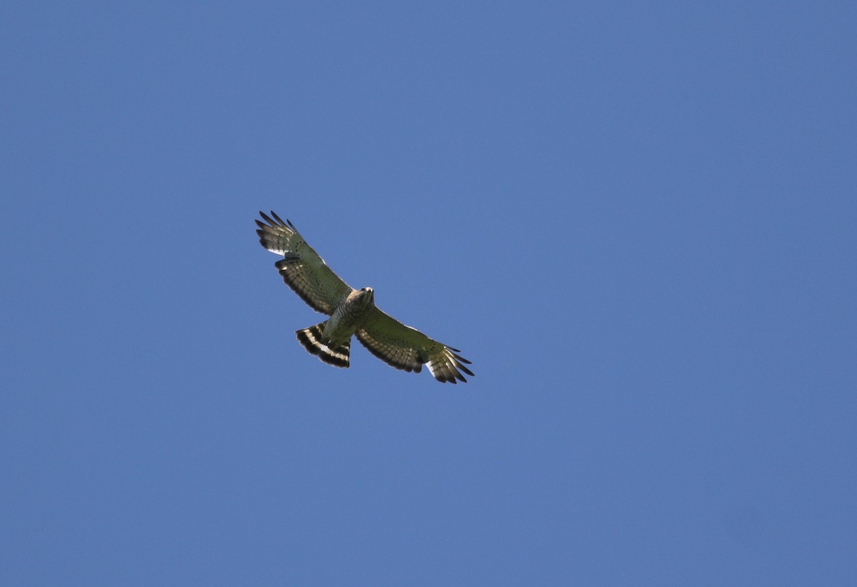 Broad-winged Hawk - ML345704421