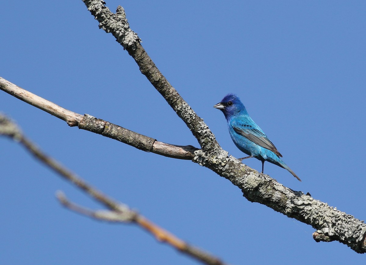 Passerin indigo - ML345704491