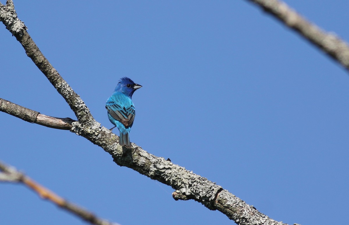 Indigo Bunting - Shawn Billerman