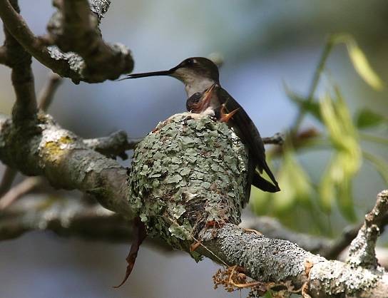 Ruby-throated Hummingbird - Steve Walter