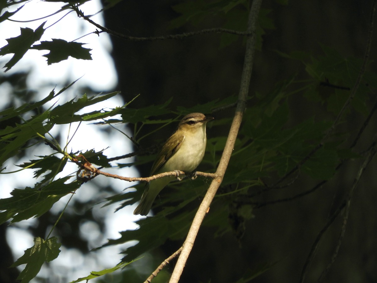 Red-eyed Vireo - ML345705361