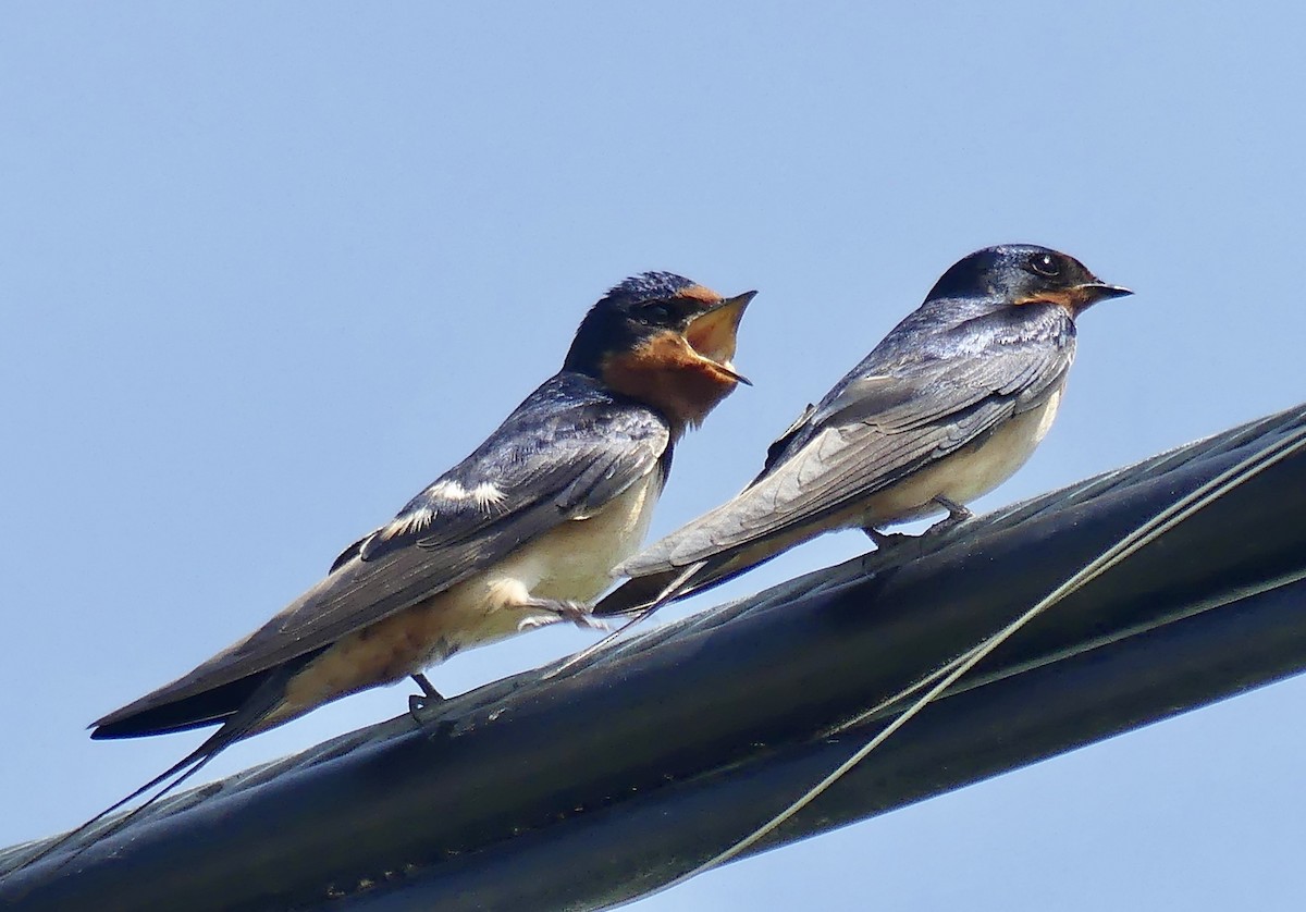 Асрын хараацай - ML345705391