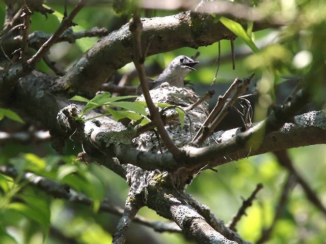 Blue-gray Gnatcatcher - ML345705411