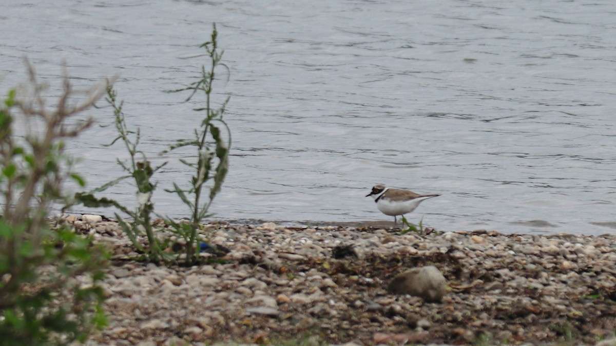 Little Ringed Plover - Sabine Sill