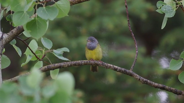 Connecticut Warbler - ML345708121