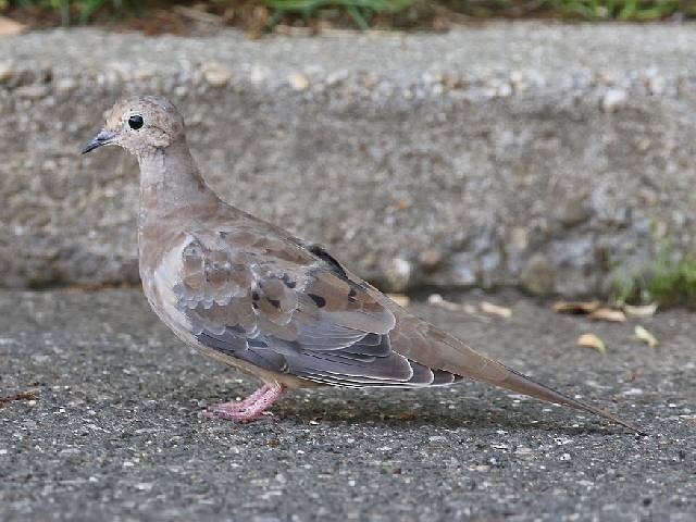 Mourning Dove - Steve Walter