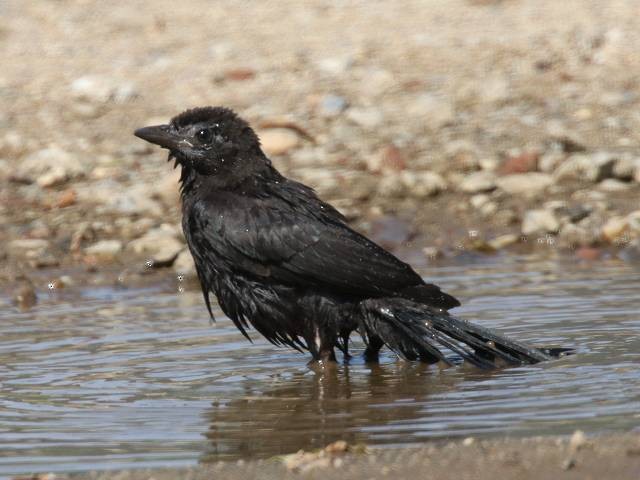 Common Grackle - ML345709021