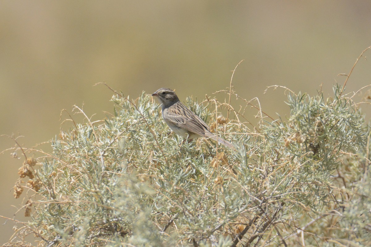 Brewer's Sparrow - John David Curlis 🐍