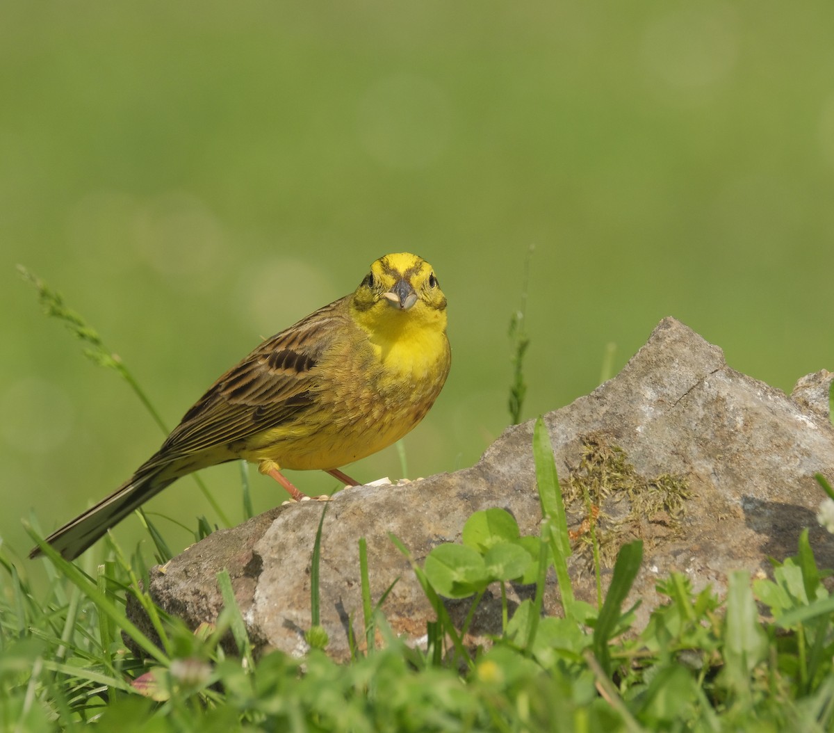 Yellowhammer - Dolors Buxó